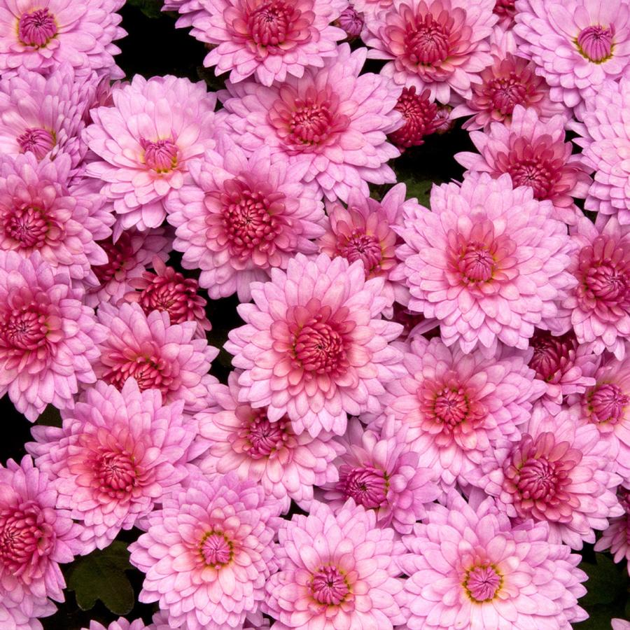 Zoom Image